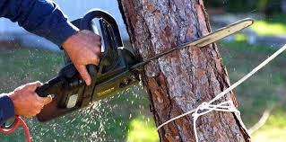 How Our Tree Care Process Works  in Worthington, OH